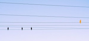 birds-on-a-wire-porschelinn-flickr-1725x810_26221